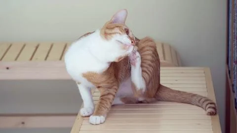 Cat scratch ear on table Stock Photos