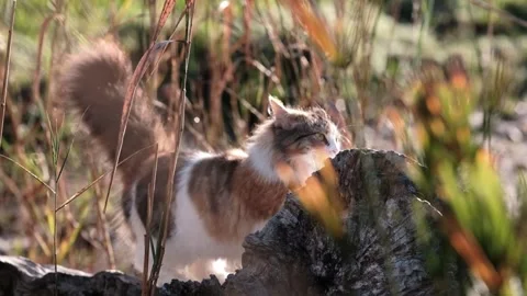Cat scratch log Stock Footage 341406095