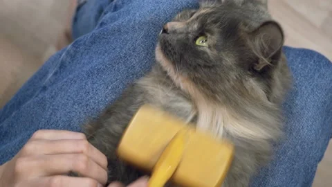 Cat scratcher Stock Footage 176884907