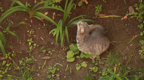 Cat Scratches Her Head Video stock 24700638