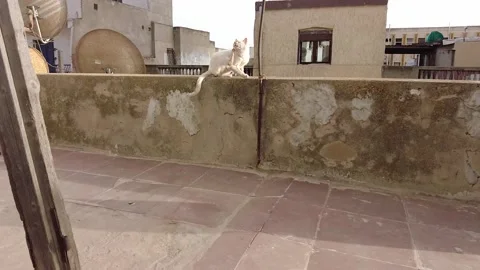 Cat scratches in slow motion Stock Footage 160767523