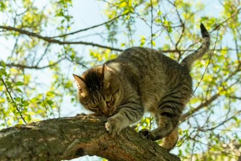 The cat is scratching and sharpening its claws about the tree trunk Stock Photos