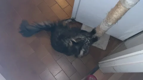 Cat is scratching the bar Vídeos de archivo 248301116