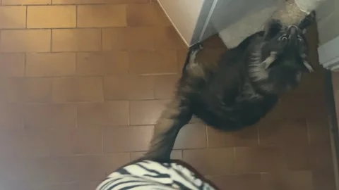 Cat is scratching the bar Stock Footage 248363901