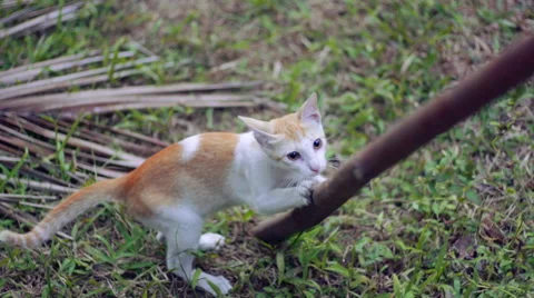 Cat Scratching A Branch 스톡 동영상 61852770