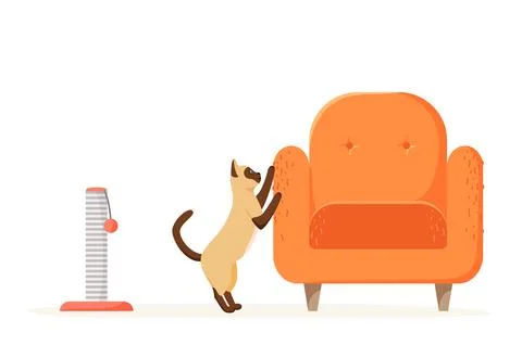 Cat scratching chair but not scratching post. Siamese kitten destroying home Stock Illustration