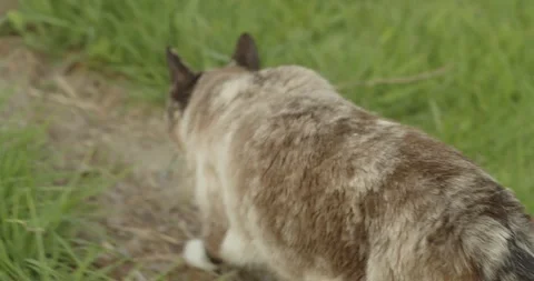 Cat scratching ear Stock Footage 247919945