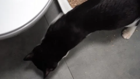 Cat scratching floor next to litter box in bathroom Stock-Footage 319933637
