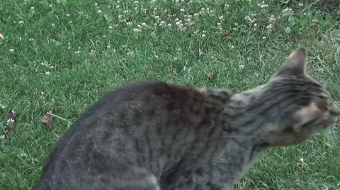 Cat scratching 스톡 동영상 41066379