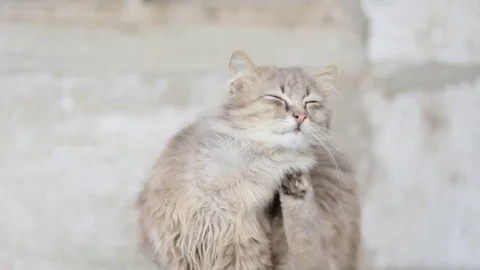 Cat scratching himself Stock Footage 71655160