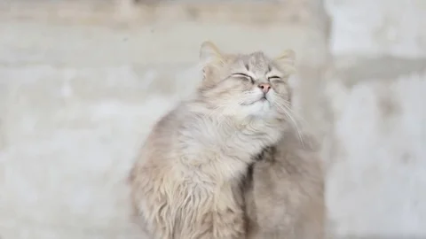 Cat scratching himself in slow motion Stock Footage 71655347