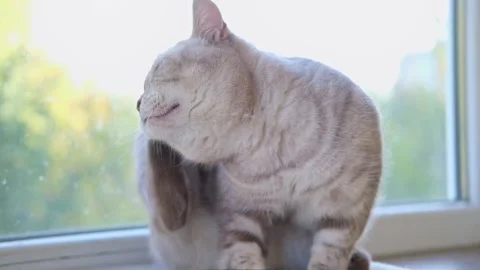 Cat is scratching his ear, itches. Slow motion. Stock Footage 251906717