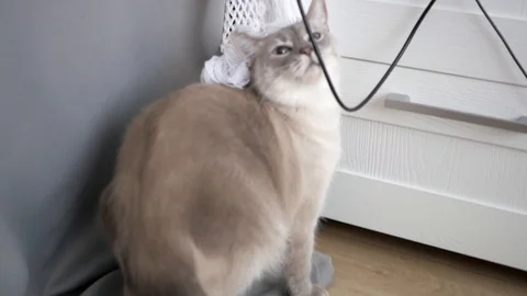 Cat scratching his neck Video stock 94424175