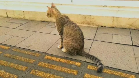 A cat is scratching its body. Stock Footage 236476276