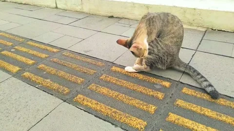 A cat is scratching its body. Stock Footage 236476283