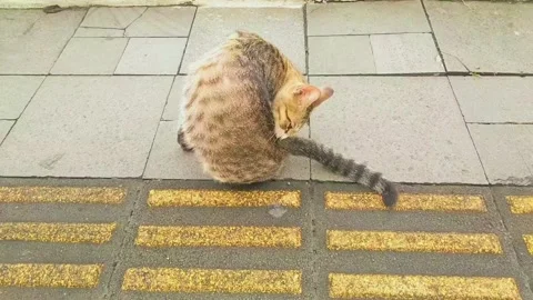 A cat is scratching its body. Stock Footage 236476574