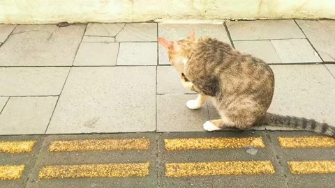 A cat is scratching its body. Stock Footage 236476813