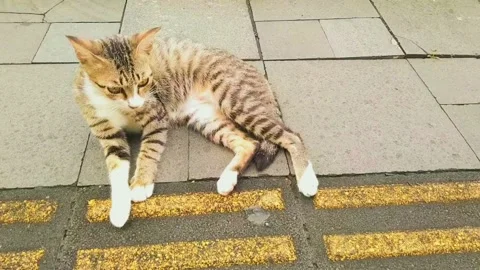 A cat is scratching its body. Stock Footage 236477267