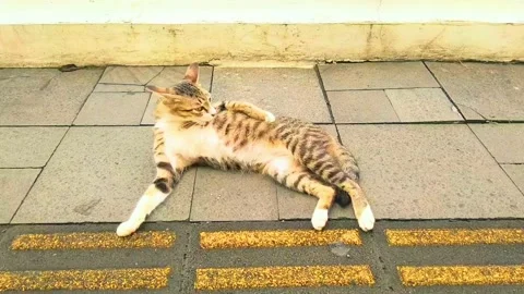 A cat is scratching its body. Stock Footage 236478107