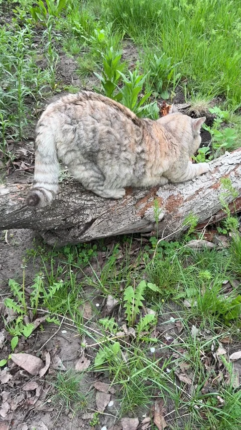 The cat is scratching its claws on a log in the yard Stock Footage 334575478