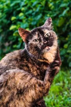 A cat is scratching its ear with its paw in a garden filled with green plants Stock Photos