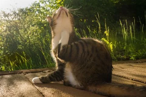 Cat is scratching itself Stock Photos