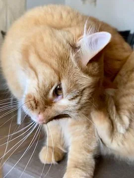 Cat scratching itself Fotos de archivo