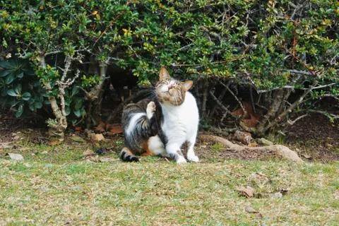 A cat scratching itself sitting on the grass near the bush in the park, backg Stock Photos