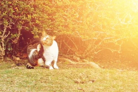 A cat scratching itself sitting on the grass near the bush in the park, toned Stock Photos