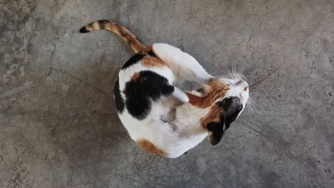 Cat Scratching Itself while Sitting on Concrete Floor. Top View, Pan Shot 库存影片 104245545