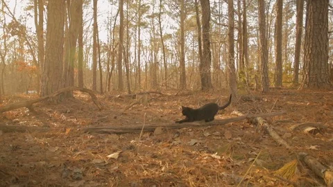 Cat scratching a log Stock Footage 85602044