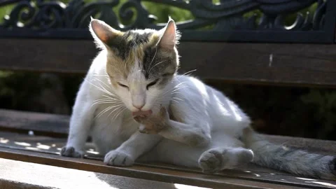 Cat scratching own face and licking own hand. Stock Footage 238627080