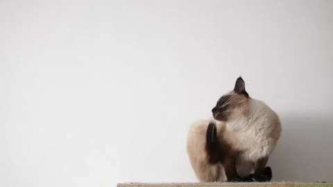 Cat scratching pawing its ear, looking at camera and run away  動画素材 173097551