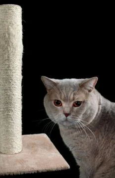 Cat scratching post cutout Stock Photos