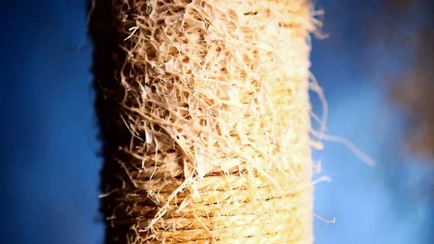 Cat scratching post Stock Footage 99304948