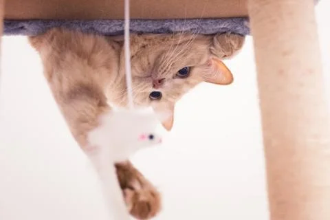 Cat in the scratching post with his head upside down in trying to catch a mou Stock Photos