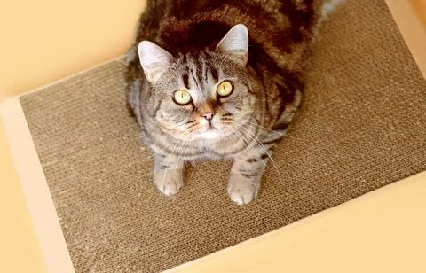 Cat on the scratching post looks up. Cat and scratching post. Stock Photos