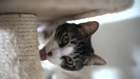 Cat Scratching post playing at home with carpet Small Cat Tree 動画素材 233673519