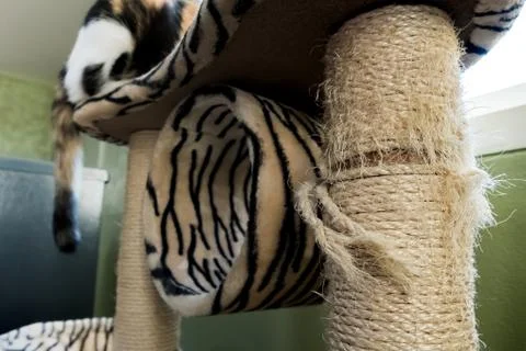 Cat Scratching: Scratching the Cat Scratching from eroding. Stock Photos