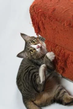 The cat is scratching the sofa in the home. Stock Photos