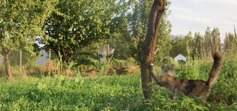 Cat scratching the tree trunk in the field 動画素材 76273942