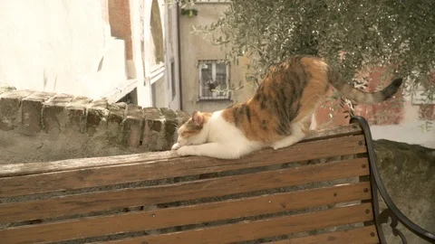 Cat scratching wooden bench Stock Footage 88142118