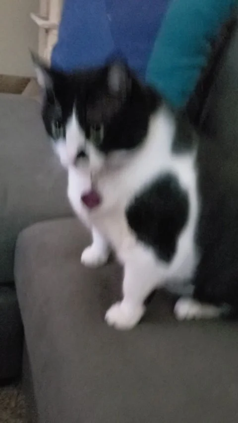 Cat Screams Over Puff Ball Catch, Hemet, California, USA Stock Footage 247736716