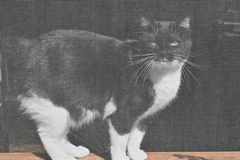 Cat in Screen Stock Photos