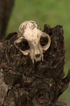 A cat scull on a tree stump Stock Photos