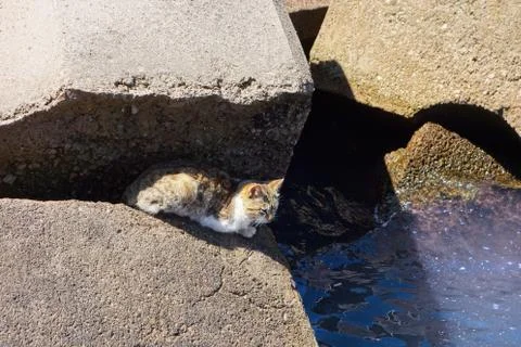 Cat in the sea 库存照片