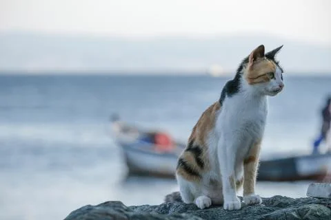 A cat by the sea. There is a sea and fishing boat in the background. Stock Photos