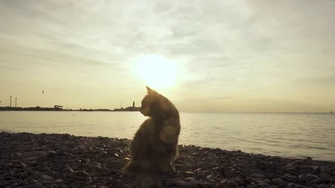 The cat on the seashore watching the seagulls Stock Footage 81791880