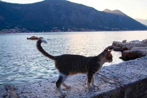 Cat at the seaside Stock Photos
