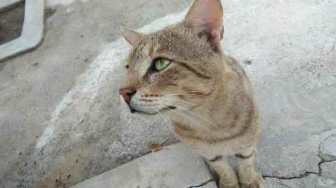 Cat seating on the ground. Stock Photos